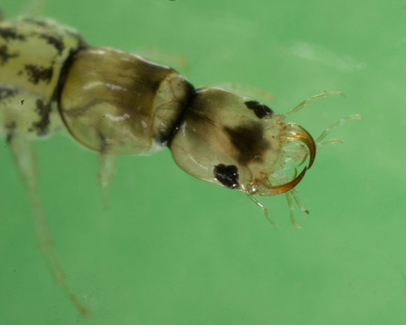 6 - Whirligig beetle found  July 2008